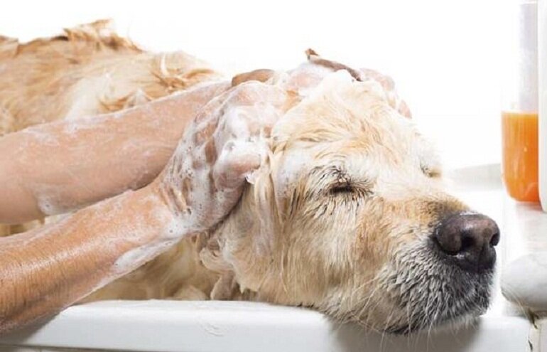 Cách sử dụng sữa tắm chó cho khử mùi hôi hiệu quả
