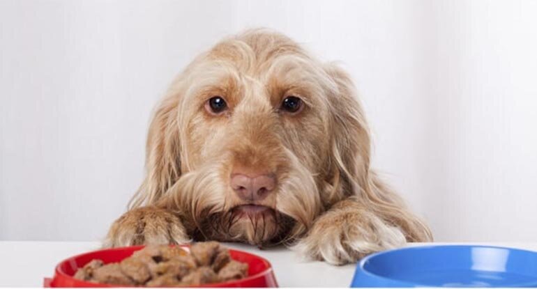 Pay attention to some signs to change the appropriate food for your dog