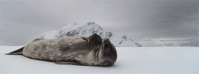 “Pondering Weddell”. This Weddell Seal had hauled its self out onto a snowy ice shelf in the Antarctic Peninsula. At first it was fast asleep, but after some patient waiting it began to wake up. Upon waking the seal inquisitively scratched and popped its head up to get a better look at who I was and what i was doing. In this shot it appears to be placing its flipper towards its chin, as if in deep thought. Photo location: Antarctic Peninsula. (Photo and caption by Kristian Parton/National Geographic Photo Contest)