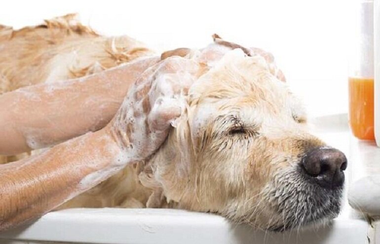 Dog shampoo has many uses and benefits