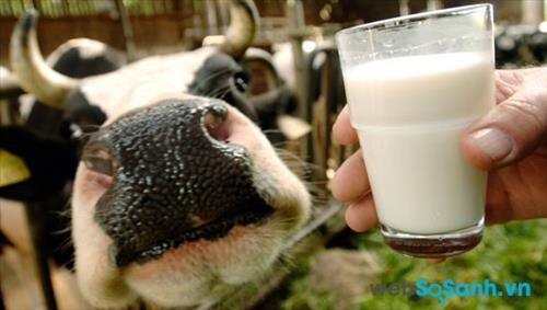 Sữa bò nguyên liệu chưa qua tiệt trùng rất nguy hiểm vì dễ nhiễm khuẩn