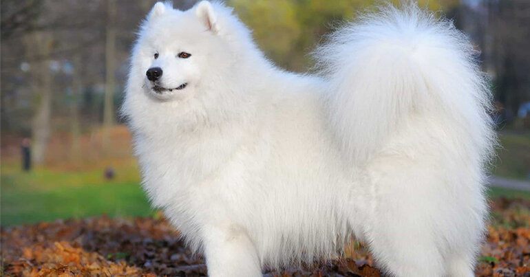 White fur dog is extremely cute