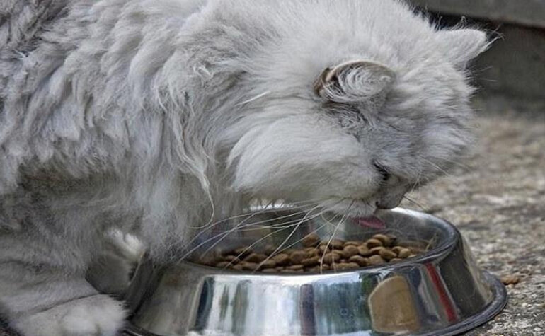 British Longhair cats are not picky eaters.