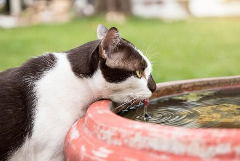 Dry cat food has little water and fiber, so make sure your cat drinks water after eating