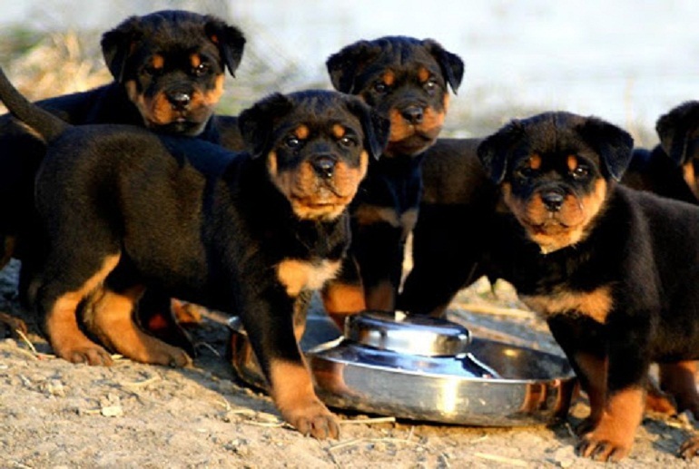 Mỗi chú chó becgie Đức ở từng độ tuổi khác nhau sẽ có khẩu phần ăn hàng ngày khác nhau