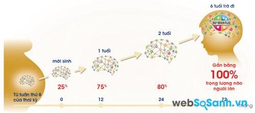 Sự phát triển trí não trong 6 năm đầu đời rất quan trọng