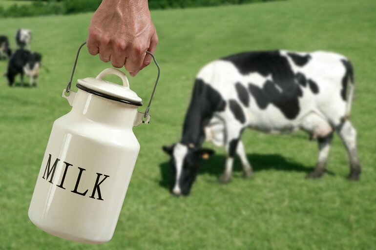 Sữa bò vẫn là loại sữa truyền thống, dễ mua, giá rẻ