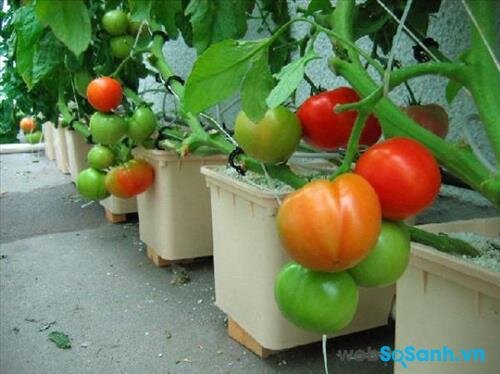 Những quả cà chua sạch thường không có màu đồng đều (nguồn: internet)