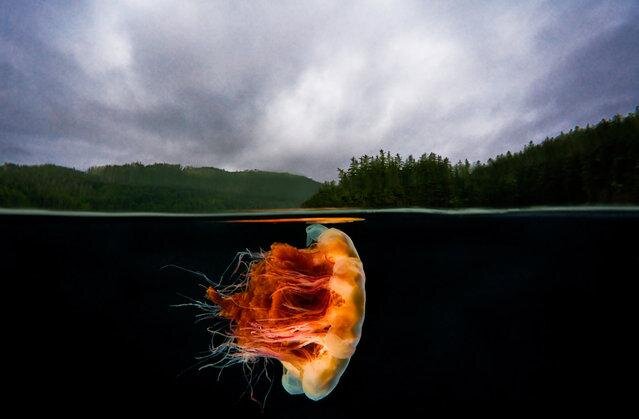 Lion's mane jellyfish. (Photo by David Hall)