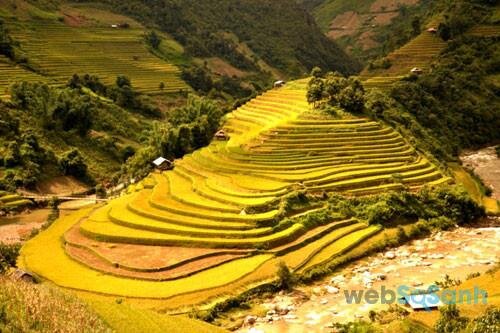 Mu Cang Chai is ripe rice season 