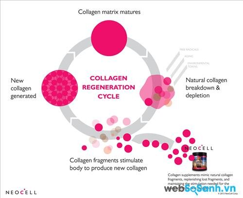 Collagen +C pomegranate liquid