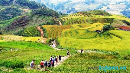 SaPa đẹp tuyệt vời với những cánh đồng lúa chín vàng