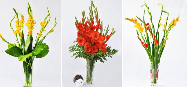 Hướng Dẫn Cách Cắm Hoa Lay Ơn Từ A Đến Z Cho Tết Thêm Sung Túc |  Websosanh.Vn