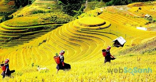 Ripe rice season in Sapa