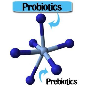 Prebiotic là nguồn thức ăn cho Probiotic (vi sinh vật sống hữu ích trong đường ruột vật chủ)