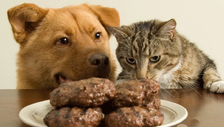 What's the difference between cat and dog food?