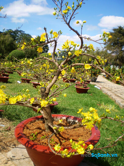 Mai là 1 trong những cây thuộc bộ tứ quý