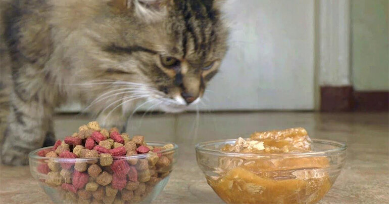 Food is prepared in the form of grain food, biscuits