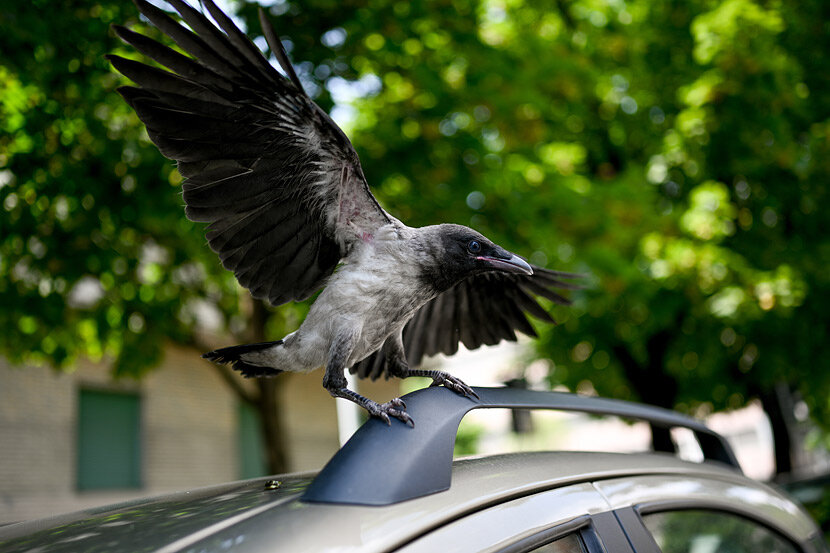 Máy Ảnh Nikon Z7 body   Ngàm Chuyển Nikon FTZ