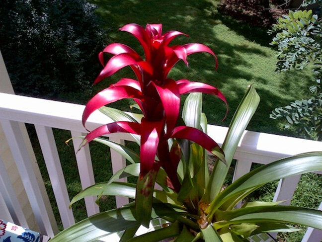 Điện thoại BlackBerry Bold Touch 9900