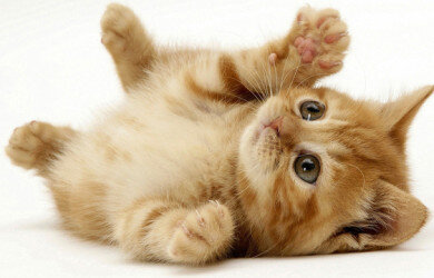 Máy lọc không khí COWAY AP0509DH