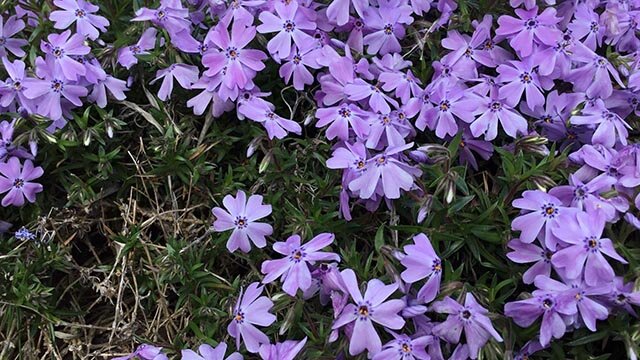 Máy tính bảng iPad Wifi 128GB (2017)