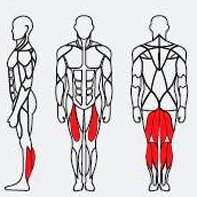 Máy tập cơ chân sau Impulse IT9321 Máy tập cơ chân sau Impulse IT9321