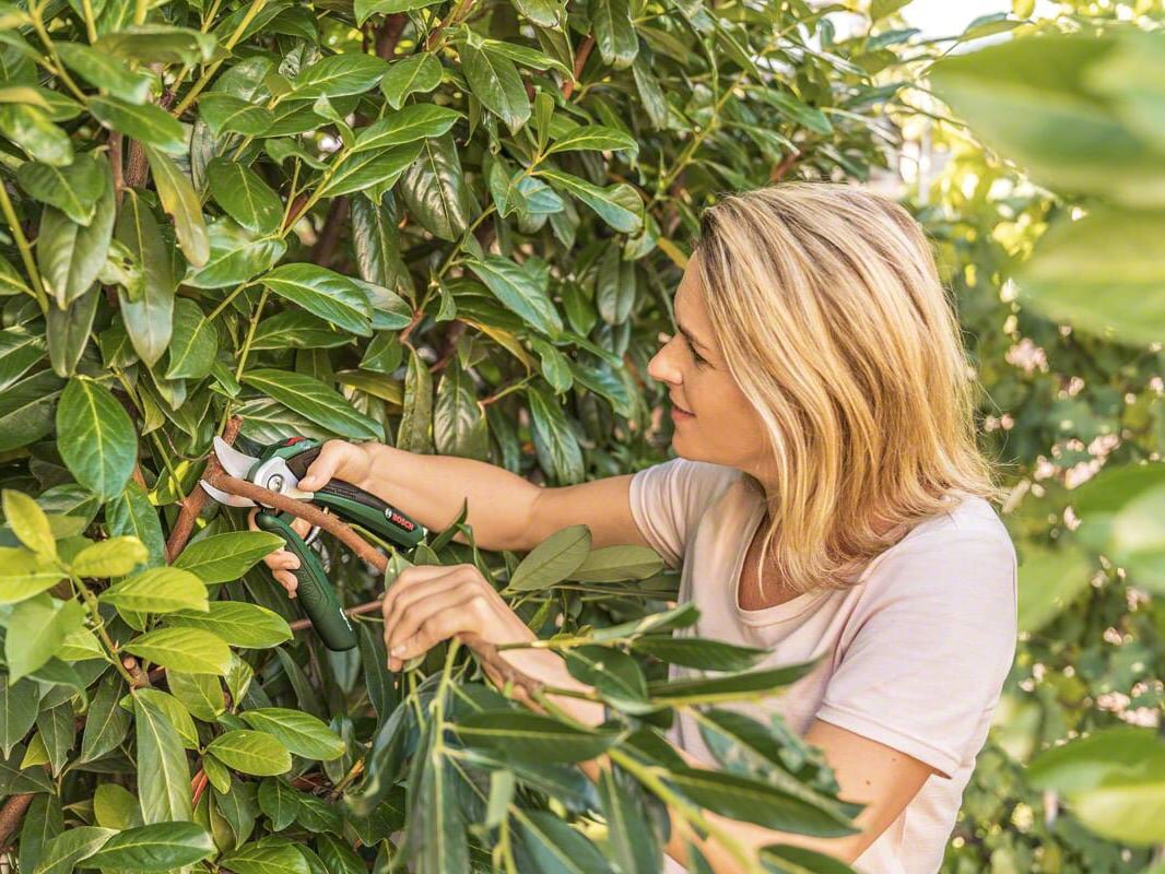 Kéo giúp bạn cắt cành cây hàng rào rất tốt Kéo cắt cành