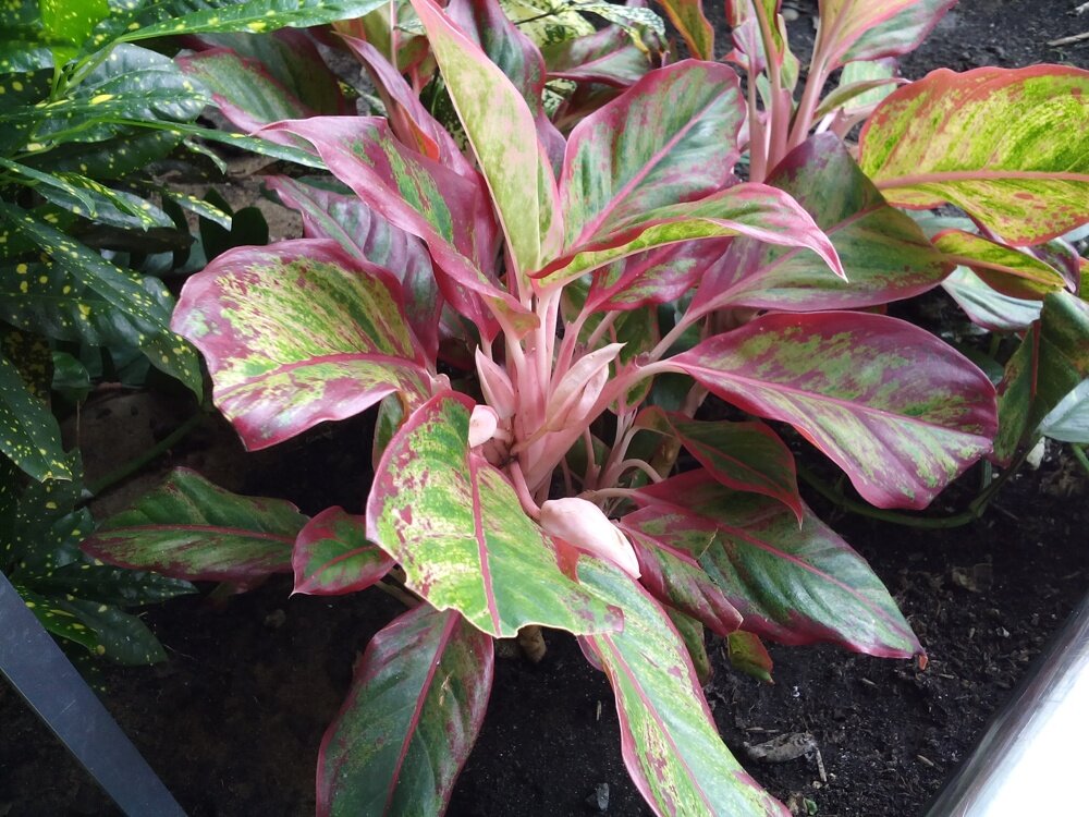 Điện thoại Wiko Bloom