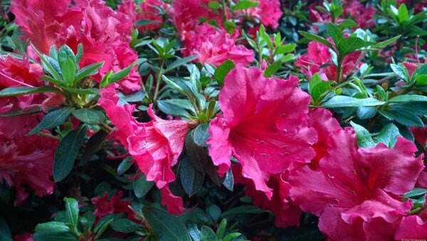 Điện thoại Nokia Lumia 930