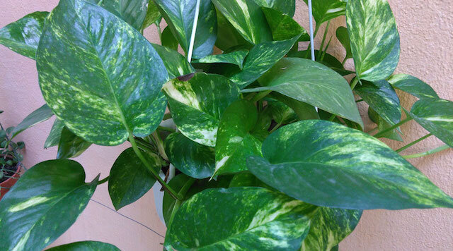 Điện thoại ZTE Blade D Lux