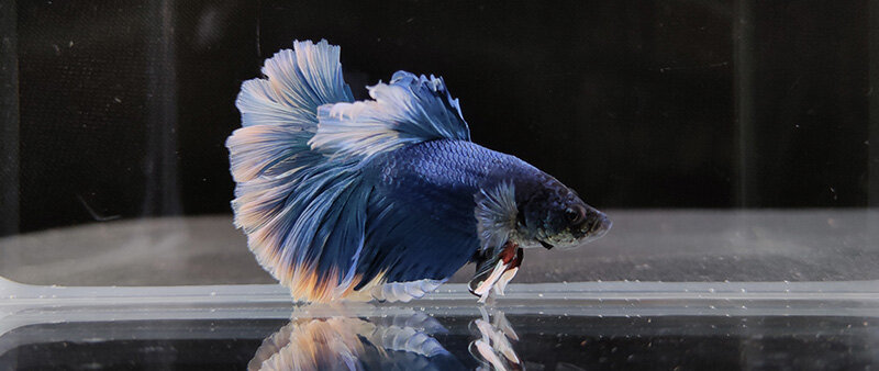 Điện thoại Xiaomi Poco F2 Pro - 8GB RAM, 256GB, 6.67 inch