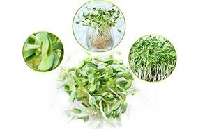 Máy làm rau mầm Kangaroo KG262 Máy làm rau mầm Kangaroo KG262