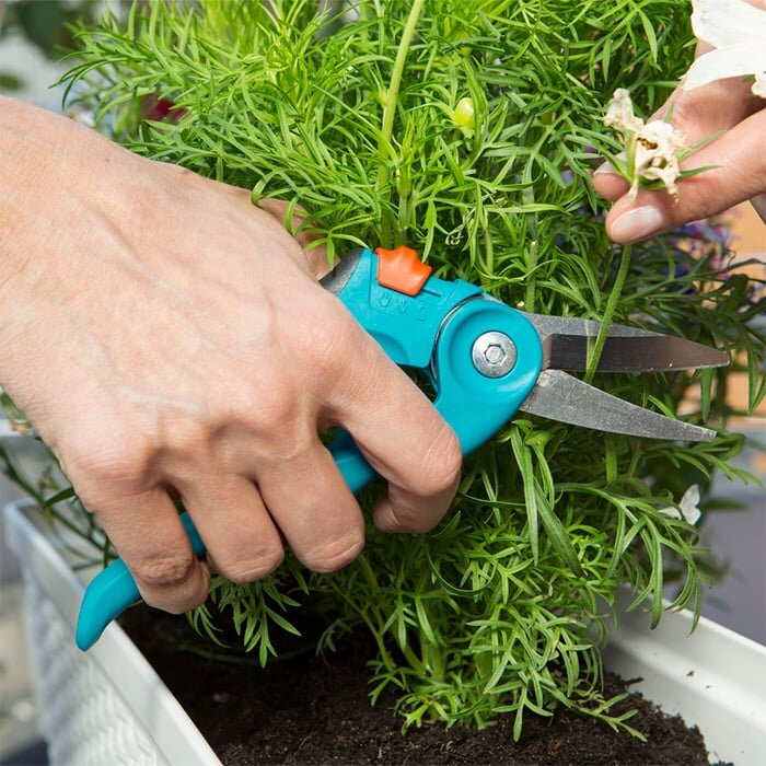 Kéo dùng để cắt các cây cối nhỏ Kéo dùng để cắt các cây cối nhỏ