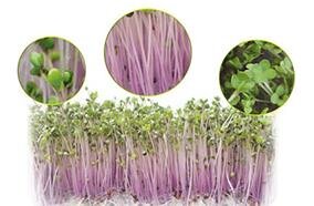 Máy làm rau mầm Kangaroo KG262 Máy làm rau mầm Kangaroo KG262