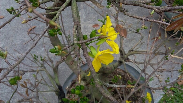 Điện thoại Wiko Rainbow