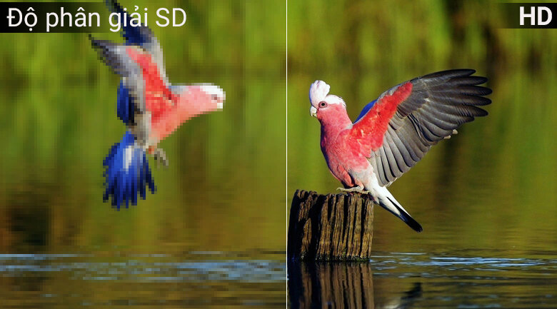 Độ phân giải HD hiển thị hình ảnh rõ nét