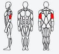 Máy tập bắp tay Impulse IT9317