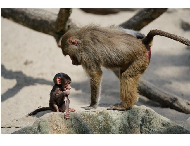 Ống Kính Sony G Master FE 70-200MM F2.8 GM OSS (SEL70200GM) Ống Kính Sony G Master FE 70-200MM F2.8 GM OSS (SEL70200GM)