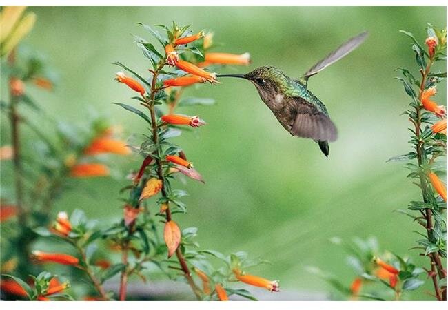 Ống Kính Canon EF 100-400mm F4.5-5.6L IS II USM (Hàng Nhập Khẩu)