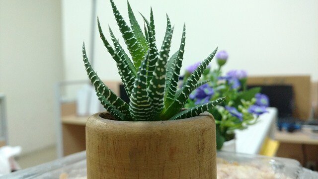 Điện thoại Motorola Moto X Play