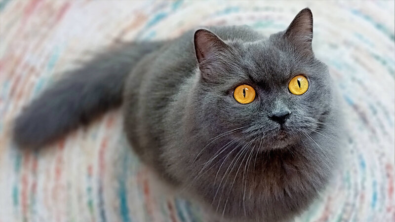 Điện thoại Realme C3i - 2GB/ 32GB