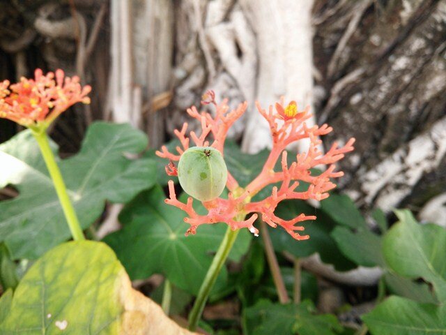 Điện thoại OPPO R7 Plus