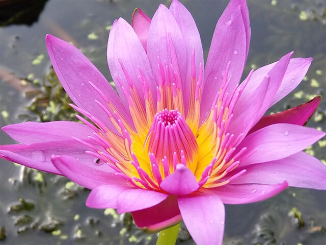 Chi tiết thể hiện rất tốt khi zoom tấm ảnh ở trên