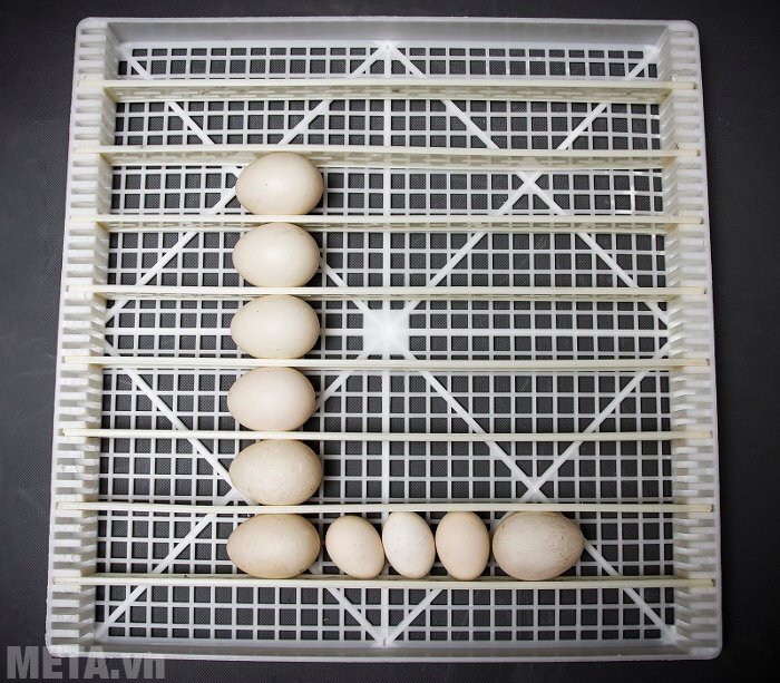 Máy ấp trứng điều áp BALANCE Lin LDI-200 (200 trứng)