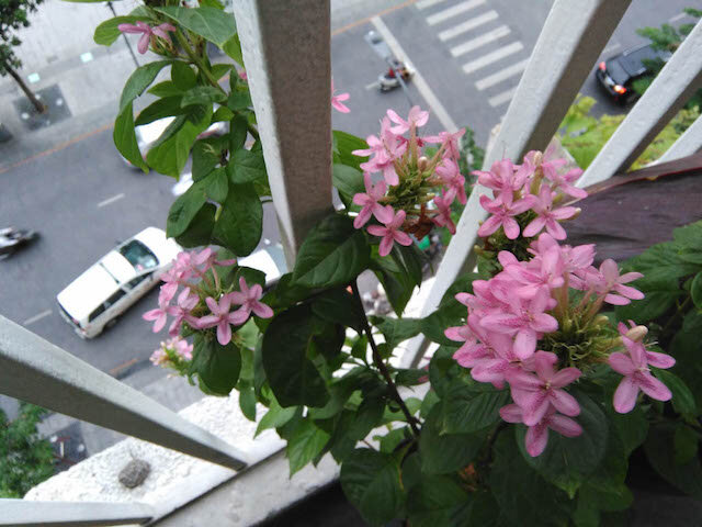 Điện thoại Wiko Highway Pure