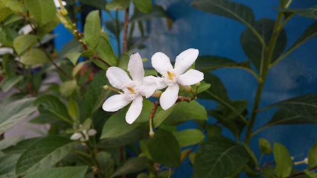 Điện thoại LG X Screen Điện thoại LG X Screen