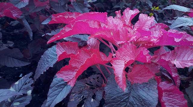 Điện thoại Lenovo A6600 Plus