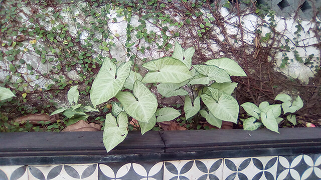 Điện thoại Mobiistar Zoro 4G