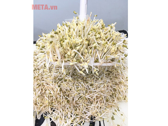 Máy làm giá đỗ sạch đa năng GV-102 - Tự động (new T4.2019)